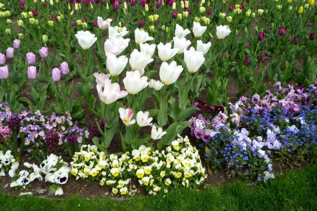 tulipany i bratki w Ahlbeck