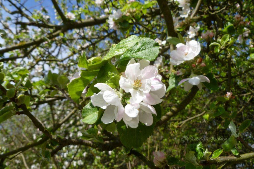 Kwitnąca jabłoń w Polsce
