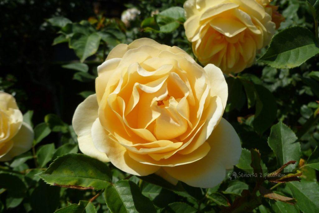 Róża w wiedeńskim ogrodzie
