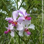 Singapur-Ogród-Orchidei