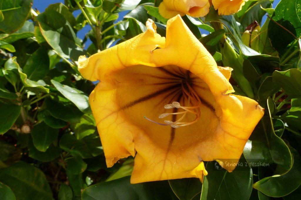 Kwiat w ogrodzie Cesara Manrique na Lanzarote
