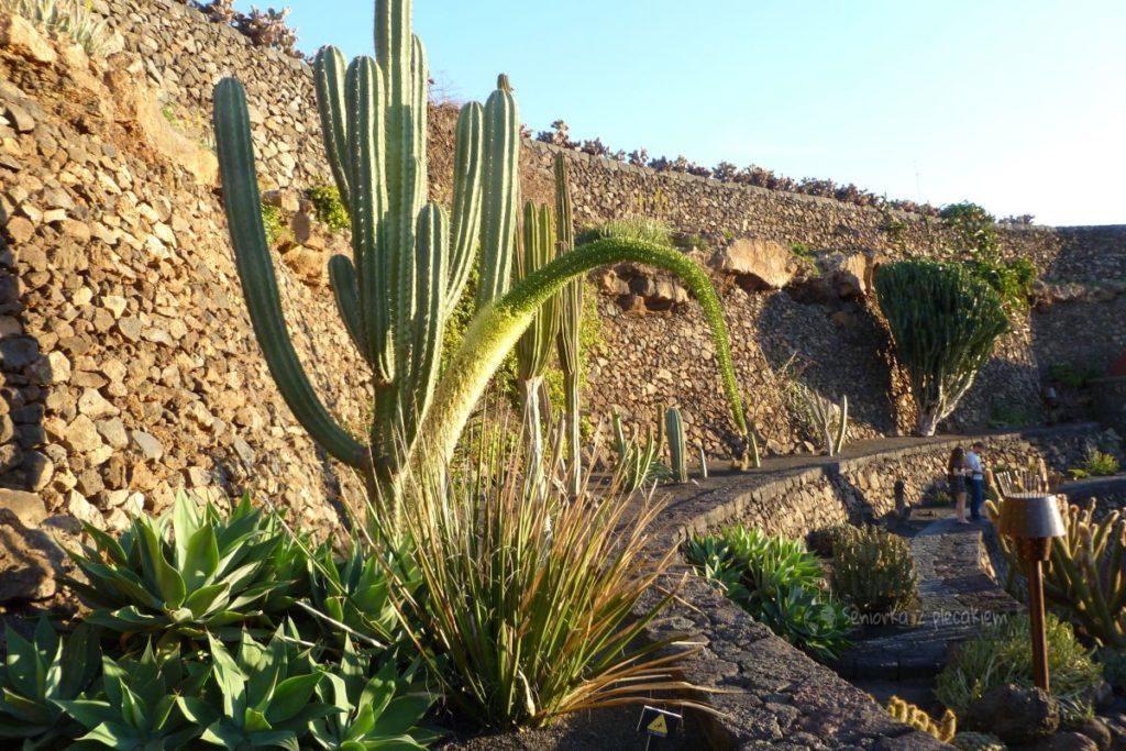 Ogród kaktusów