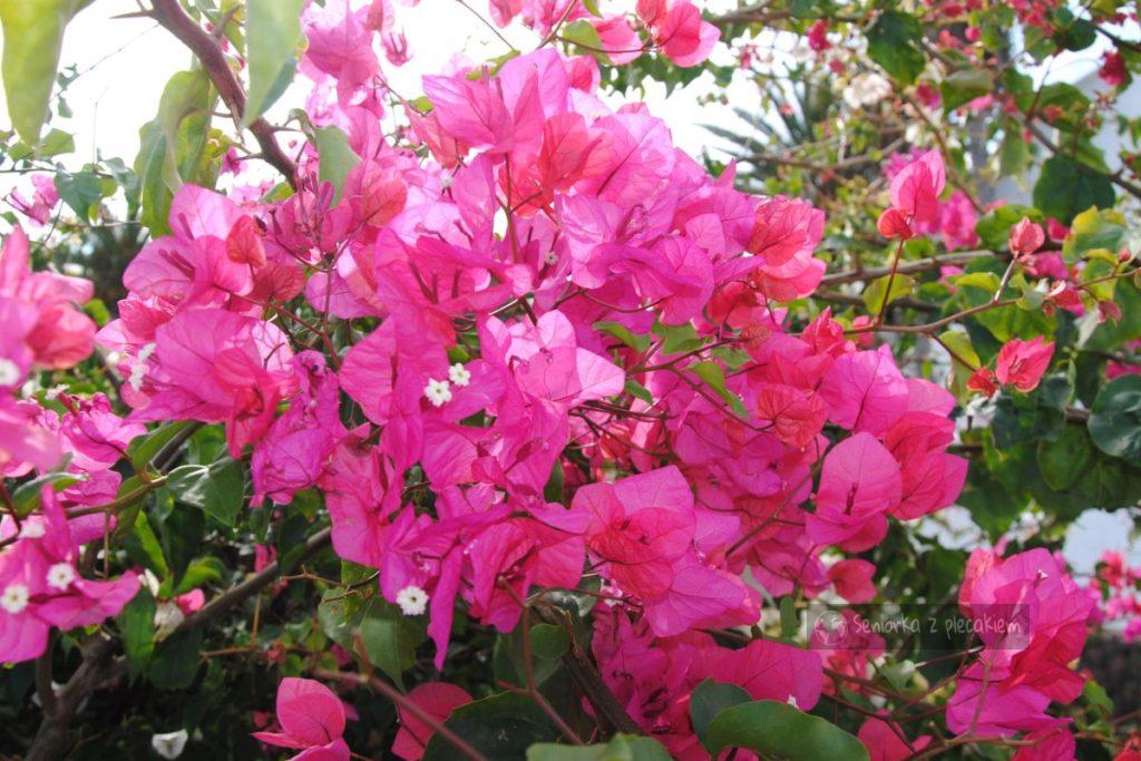 Kwiaty w Yaiza