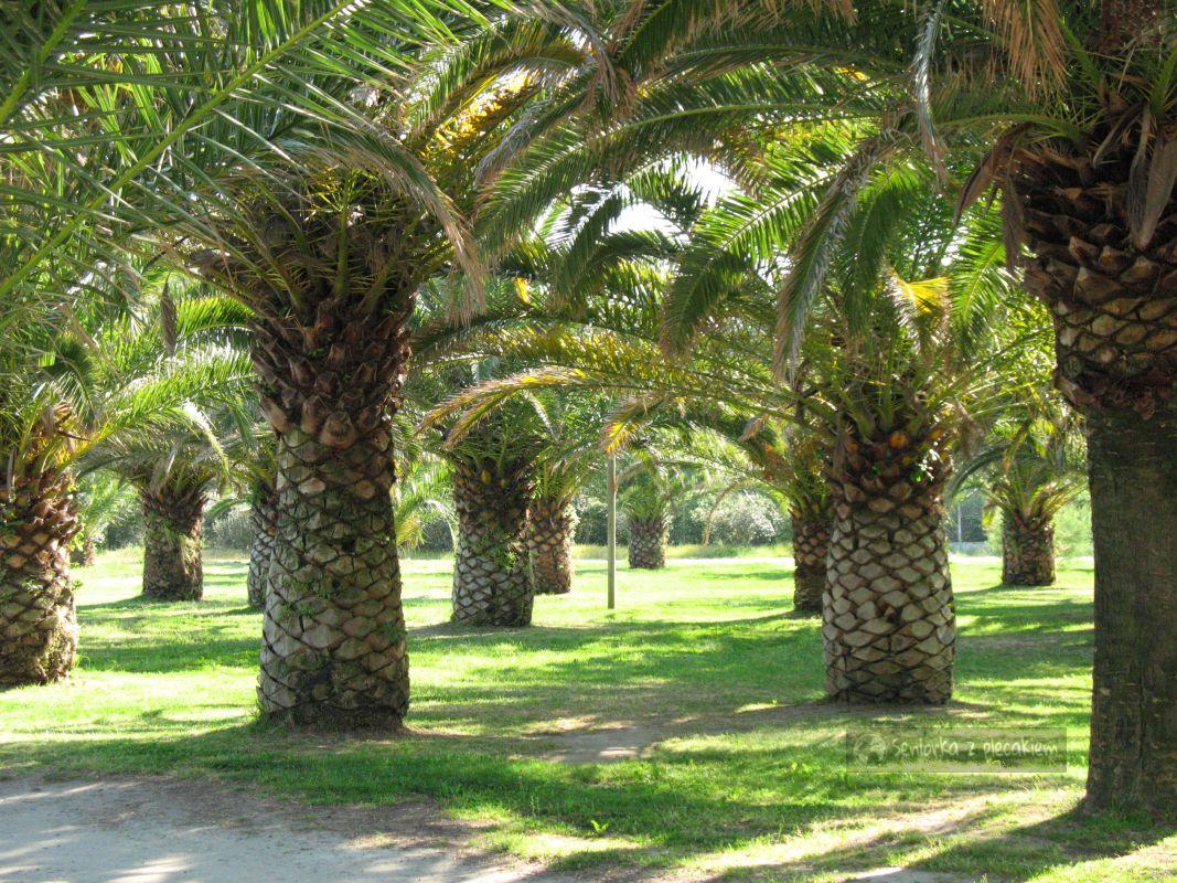 Palmy na Korsyce