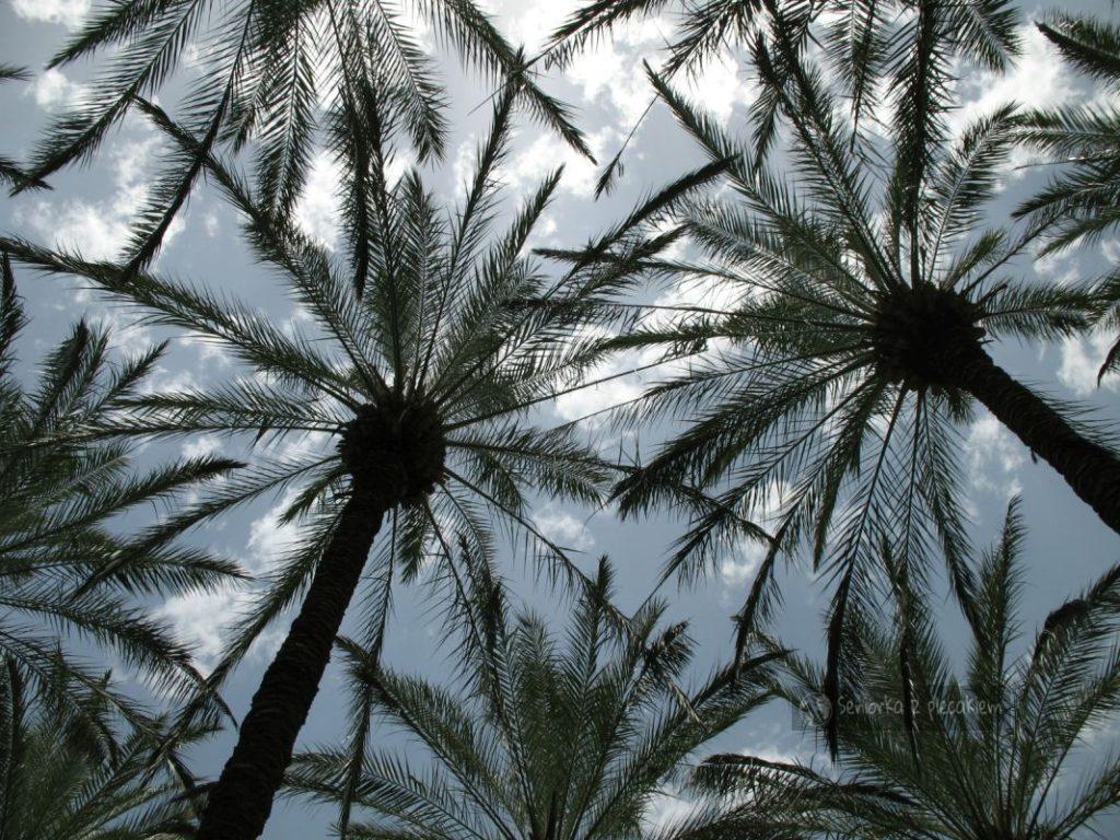 Palmy w Izraelu w kibucu Ein-Gev