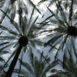 Palmy w Izraelu w kibucu Ein-Gev