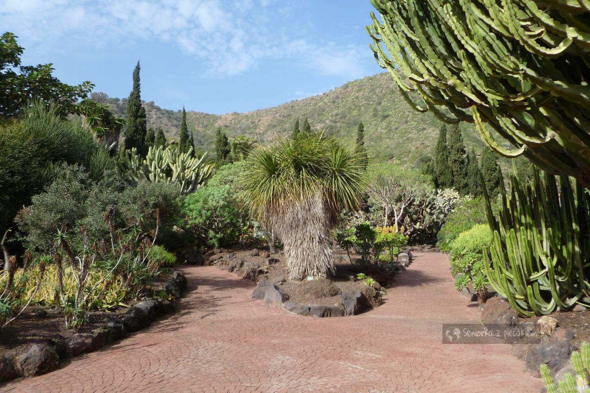 Gran Canaria - ogród botaniczny