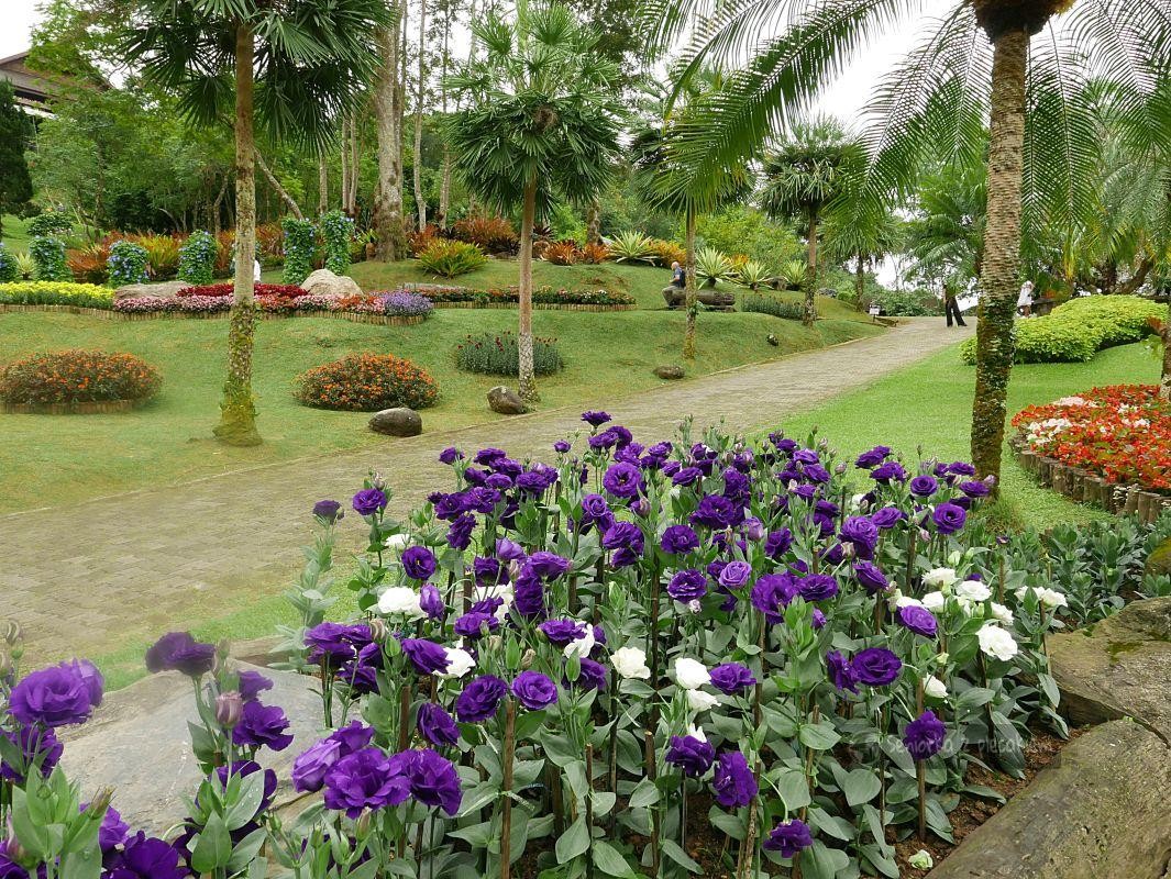 Plantacja herbaty i ogród botaniczny. Tajlandia