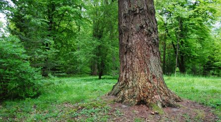 Czy wiesz jakie są najwyższe drzewa w Polsce?