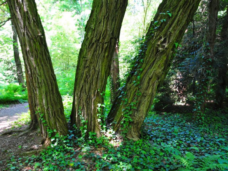 Arboretum w Lipnie – najstarszym parku dendrologicznym w Polsce