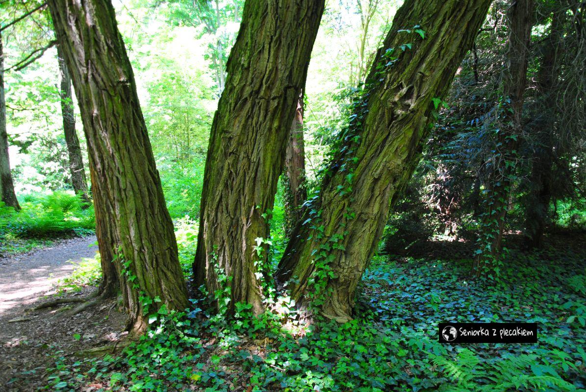 Arboretum w Lipnie – najstarszym parku dendrologicznym w Polsce