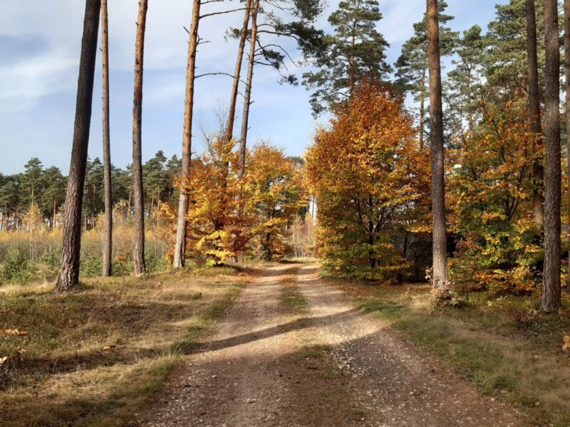 Jesienny spacer po Rezerwacie „Jeleniak Mikuliny”